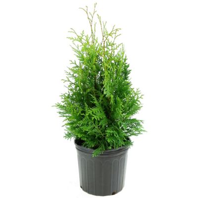 National Plant Network 2.5 qt. Potted Arborvitae Green Giant Plant
