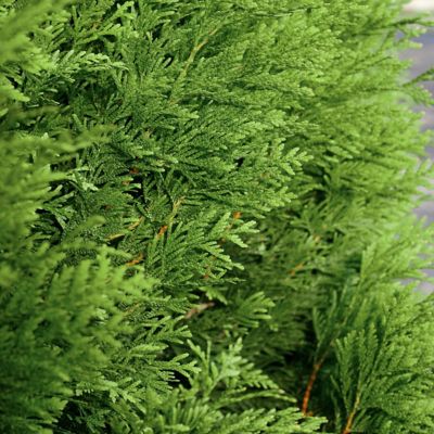 Image showing  2.5 qt. Potted Arborvitae Green Giant Plant