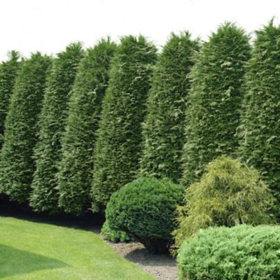 Image showing  2.5 qt. Potted Arborvitae Green Giant Plant