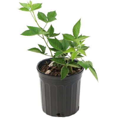 National Plant Network 2.5 qt. Bushel and Berry Baby Cakes Blackberry Plant