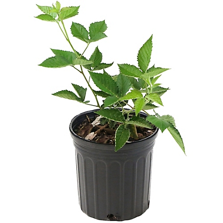 National Plant Network 2.5 qt. Bushel and Berry Baby Cakes Blackberry Plant