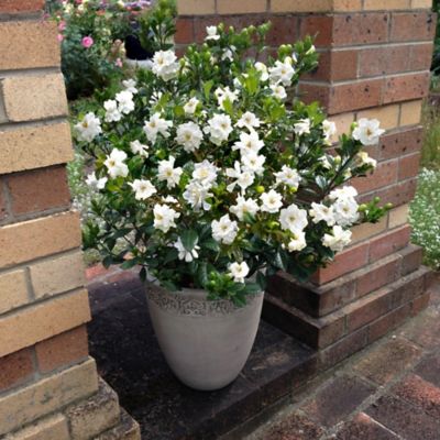 Image showing  2.5 qt. Potted Gardenia Buttons Plant
