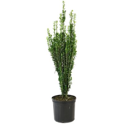 National Plant Network 2.5 qt. Potted Holly Sky Pencil Plant