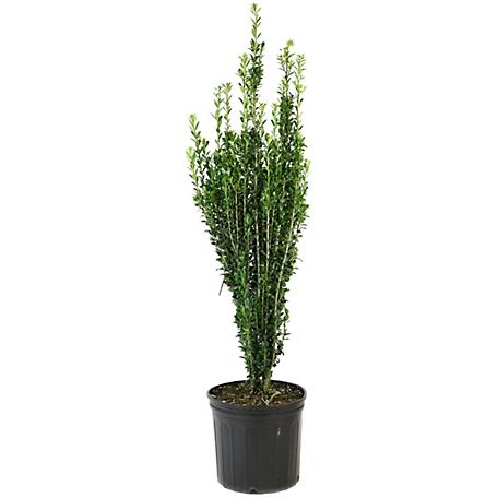 National Plant Network 2.5 qt. Holly Sky Pencil Plant