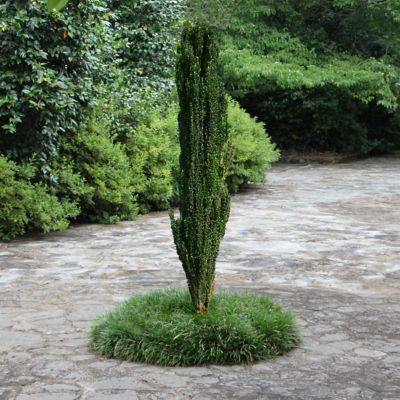 Image showing  2.5 qt. Potted Holly Sky Pencil Plant