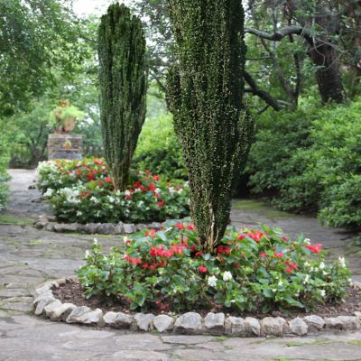 Image showing  2.5 qt. Potted Holly Sky Pencil Plant