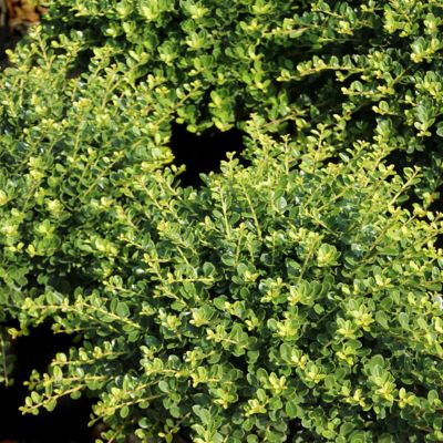 Image showing  2.5 qt. Holly Compacta Plant