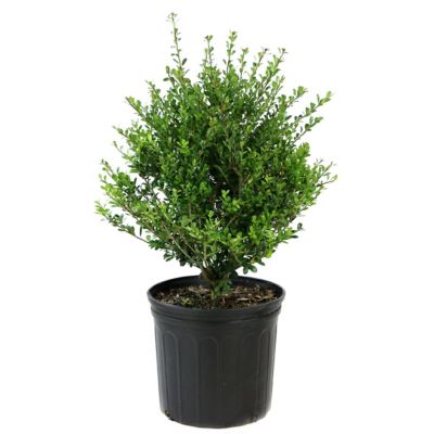 National Plant Network 2.25 gal. Holly Compacta Plant