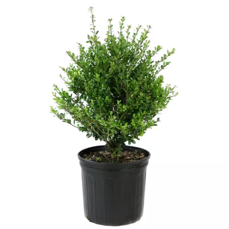 National Plant Network 2.25 gal Compacta Holly Plant Bushes