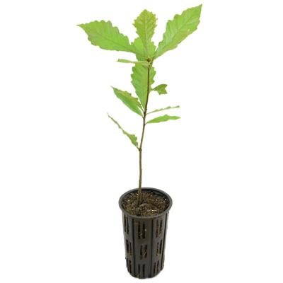 Cottage Farms Direct Swamp White Oak 1 Piece Plant With Purpose