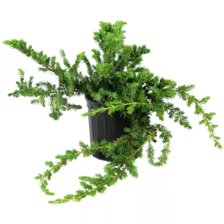 National network of plants 2.5 qt Pacific Blue Juniper Plant in Pot 1 pc. Ground Cover Plants