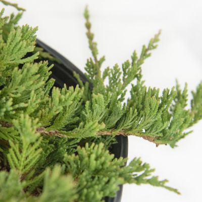 Image showing  2.5 qt. Potted Juniper Blue Rug Plant, 1 pc.