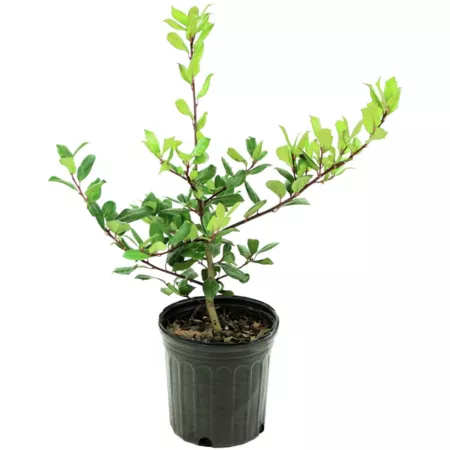 National Plant Network 2.25 gal Nellie R Stevens Holly Plant in Pot Bushes