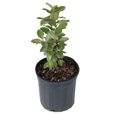 National Plant Network 2.5 qt. Eleagnus Plant