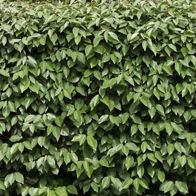 Image showing  2.25 gal. Eleagnus Plant