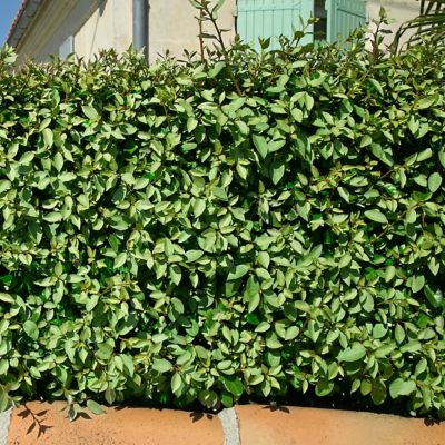 Image showing  2.25 gal. Eleagnus Plant
