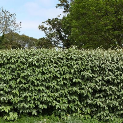 Image showing  2.25 gal. Eleagnus Plant