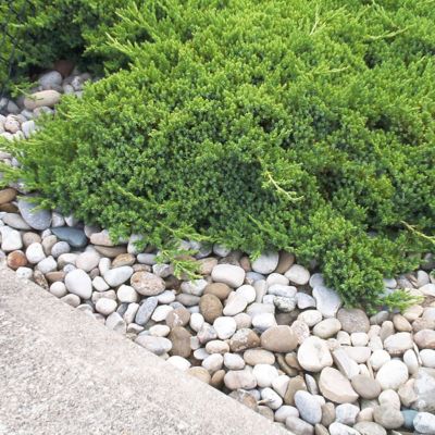 Image showing  2.5 qt. Juniper Procumbens Nana Plant