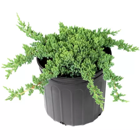 National Plant Network 2.25 gal Juniper plant Procumbens Nana in pot Bushes