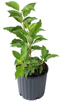 National Plant Network 2.5 qt. Hydrangea Phantom Plant with Purpose