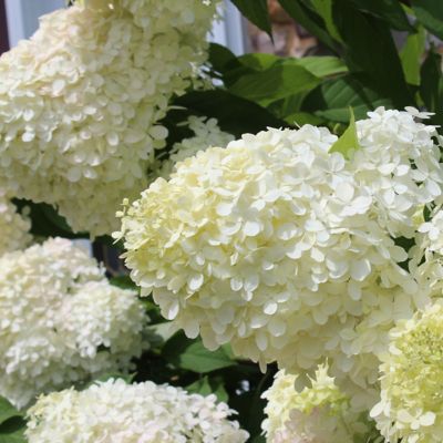 Image showing  2.5 qt. Hydrangea Phantom Plant with Purpose