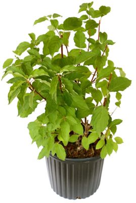 National Plant Network 2.5 qt. Hydrangea Phantom Plant