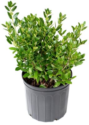 National Plant Network 2.25 gal. Potted Holly Needlepoint Plant