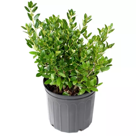 National Plant Network 2.25 gal Holly needle plant in pot Bushes