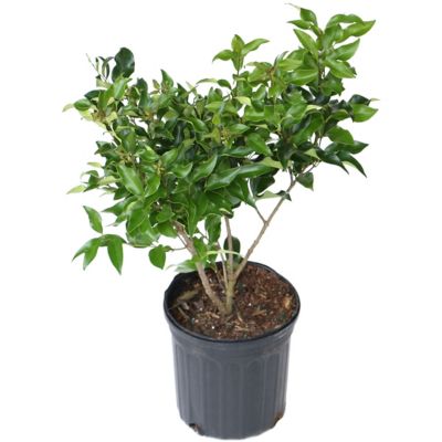 National Plant Network 2.5 qt. Ligustrum Recurve Plant