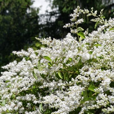 Image showing  2.5 qt. Ligustrum Recurve Plant