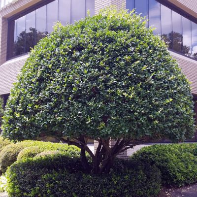 Image showing  2.5 qt. Ligustrum Recurve Plant
