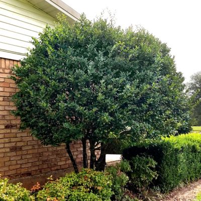 Image showing  2.5 qt. Ligustrum Recurve Plant