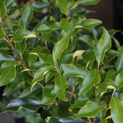 Image showing  2.25 gal. Ligustrum Recurve Plant