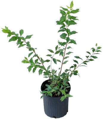 National Plant Network 2.25 gal. Spirea Reeves Plant