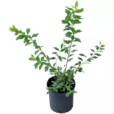 National Plant Network 2.25 gal Spirea Reeves plant in pot Bushes