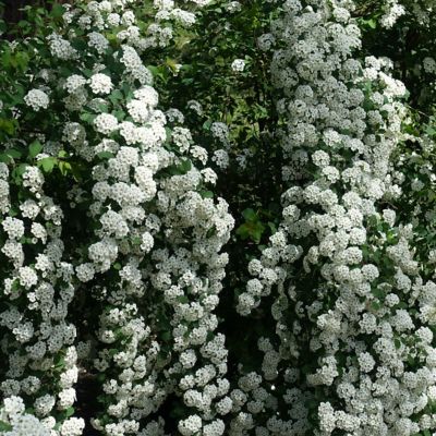 Image showing  2.25 gal. Potted Spirea Reeves Plant