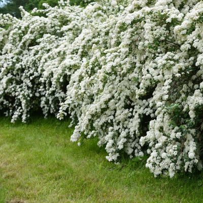 Image showing  2.25 gal. Potted Spirea Reeves Plant