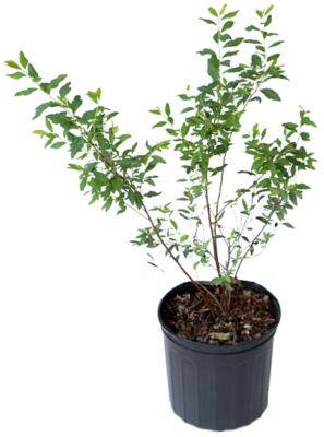 National Plant Network 2.5 qt. Spirea Reeves Plant