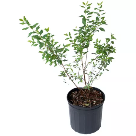 National network of plants 2.5 qt Spirea Reeves plant in pot Bushes