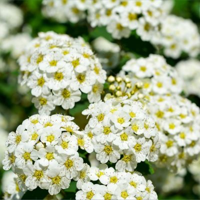 Image showing  2.5 qt. Potted Spirea Reeves Plant