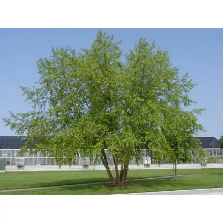 National Plant Network 2.25 gal River birch plant Trees