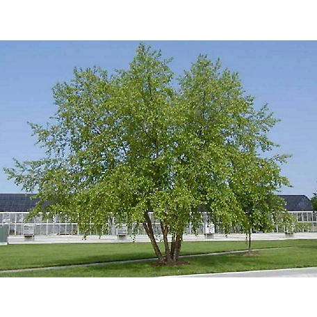 National Plant Network 2.25 gal. River Birch Tree Plant