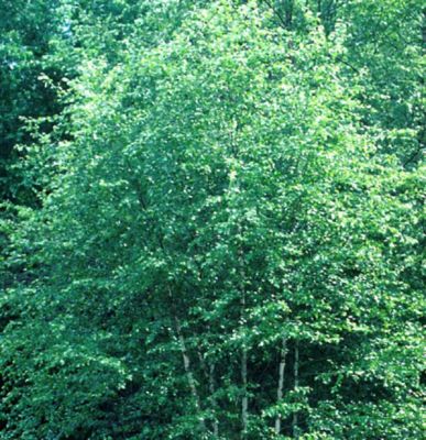 Image showing  2.25 gal. River Birch Tree Plant