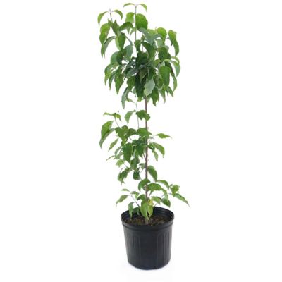Cottage Farms Direct White Dogwood 1 Piece Plant With Purpose