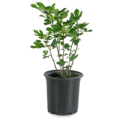 National Plant Network 2.25 gal. Celeste Fig Plant