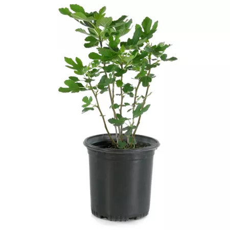 National Plant Network 2.25 gal Celeste fig plant in pot Fruit Trees & Plants