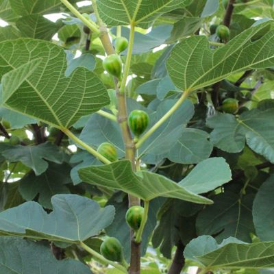 Image showing  2.25 gal. Potted Celeste Fig Plant