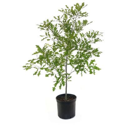 Cottage Farms Direct Compton Oak 1 Piece Plant With Purpose