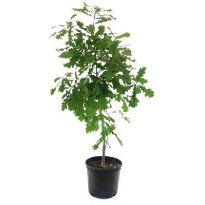 Cottage Farms Direct 2.25 gal. Overcup Oak, 1 pc., Plant with Purpose