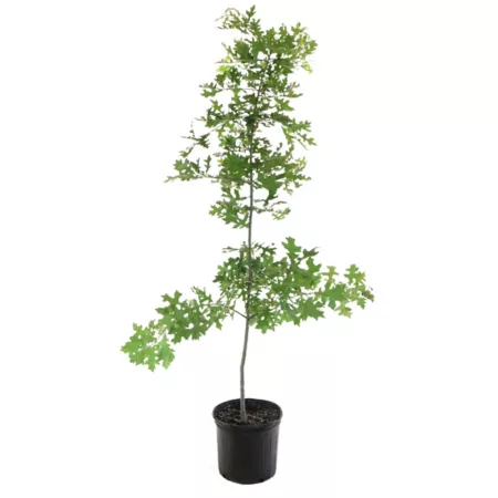 National Plant Network 2.25 gal Direct Pin Oak Plant Trees